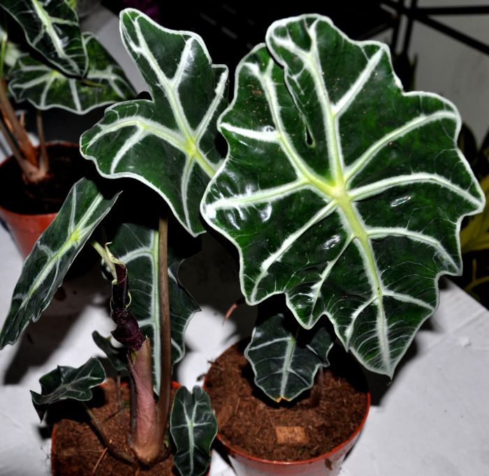 Elephant ear plant with flowers