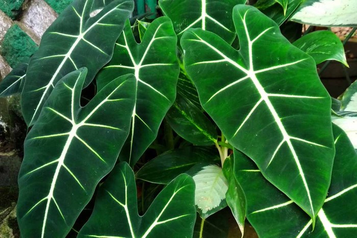 Alocasia plant variegata macrorrhizos elephant araceae ear colocasia finder guide ears care