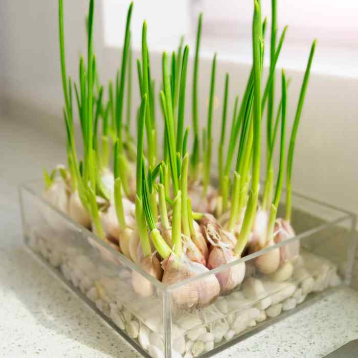 How to plant garlic in a pot