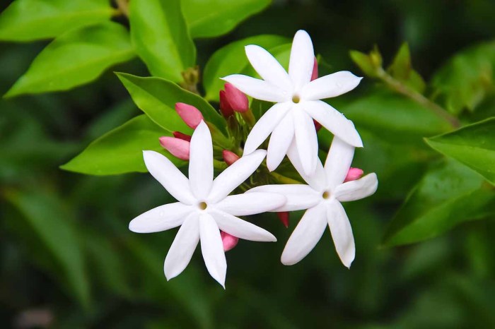 Best jasmine plant to grow indoor pot