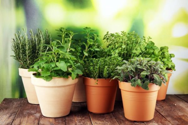 Indoor herb plant pots