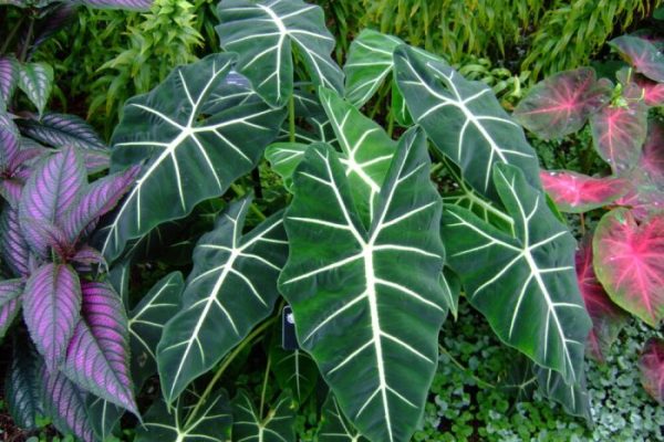 Elephant ear plant with flowers