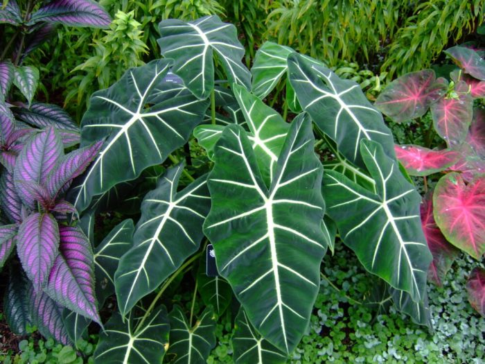 Elephant ear plant with flowers