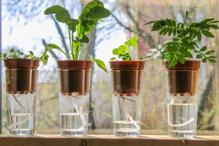 Self watering plant pots indoor