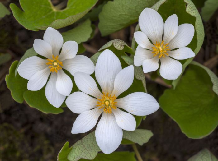 What flowers plant in spring