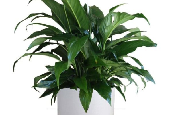 Peace lily potted plant