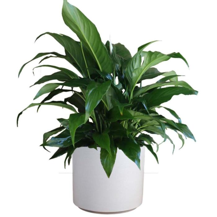 Peace lily potted plant