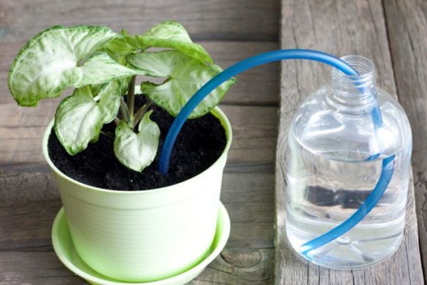 Self watering plant pots indoor