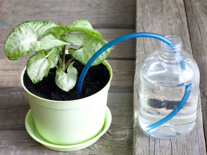 Self watering plant pots indoor