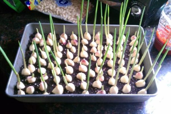 How to plant garlic in a pot