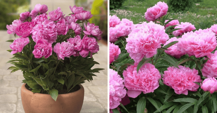 Can i plant peonies in a pot