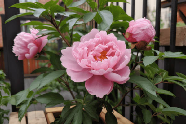 Can i plant peonies in a pot