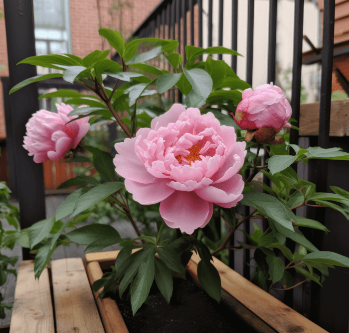 Can i plant peonies in a pot