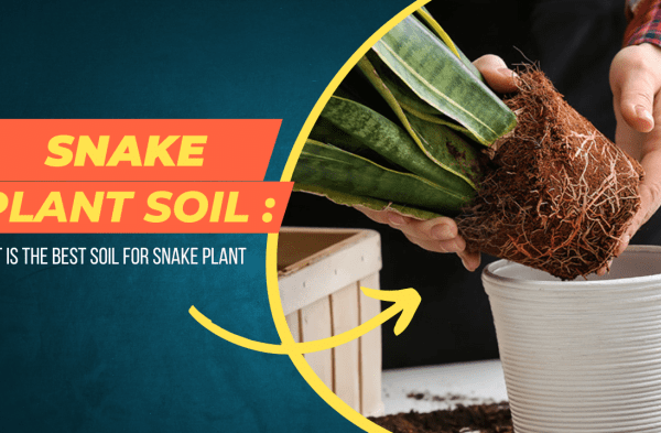 Potting soil for snake plant