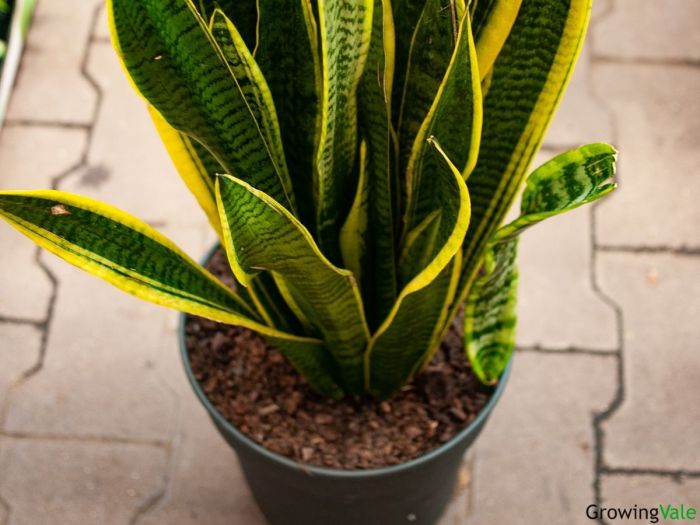 Potting soil for snake plant