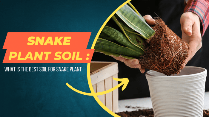 Potting soil for snake plant